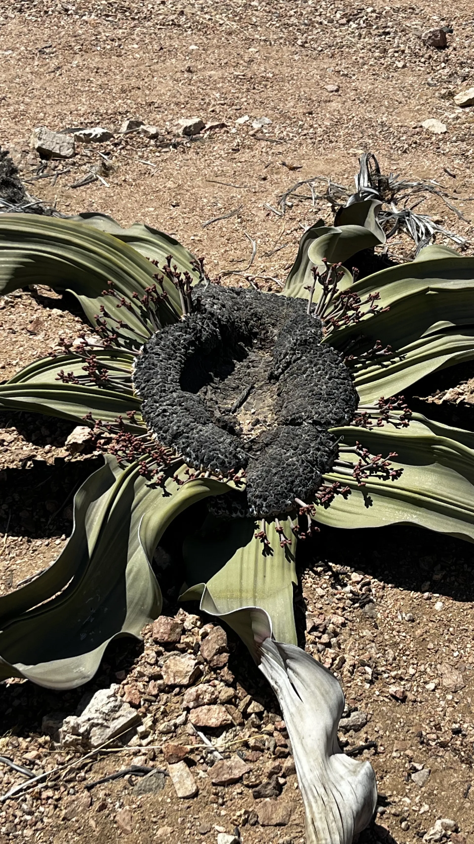 Full-Day Welwitschia & Sandwich Harbour